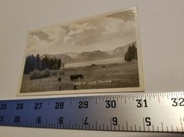 Lake Tahoe View Postcard Horses Field Postal Card Black White Tree Home Treasure - £7.58 GBP