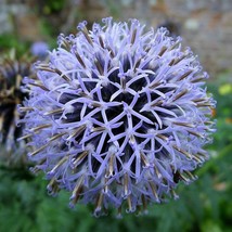 Seeds USA Seller Echinops Tienschanicum Globe Thistle Seeds - £7.86 GBP