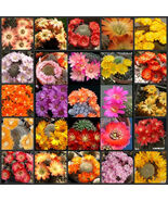 10pcs REBUTIA Mixed Seeds Cactus Plants - $17.19 CAD