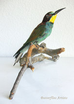 Real Bird European Bee-Eater Taxidermy Stuffed Hunting Trophy Scientific... - $298.99