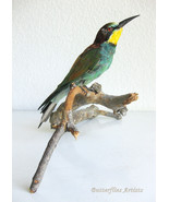 Real Bird European Bee-Eater Taxidermy Stuffed Hunting Trophy Scientific... - £224.68 GBP