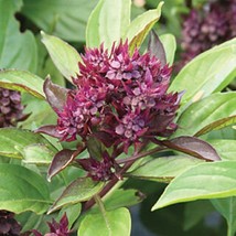 500 Herb Siam Queen Basil Seeds New Fresh Seeds USA - £10.56 GBP