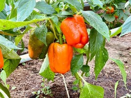 KKG 50 Orange Sun Bell Pepper Sweet Capsicum Fresh Garden - $8.89