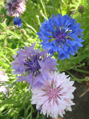 MBK 175 Seeds Bachelor Button Bachelor&#39;S Buttons Mix Groco Fresh Garden - $8.79