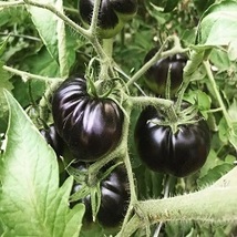 Seeds Black Beauty Tomato Seeds, Organic, Open-Pollinated, Non-GMO Vegetable  - £7.04 GBP