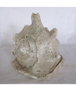 ANTIQUE / VINTAGE LARGE BULLMOUTH HELMET SEASHELL SPECIMEN-LUSTROUS NACR... - $4.95