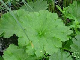 Fresh Peltiphyllum Peltatum Umbrella Plant Seeds! - $12.31 CAD