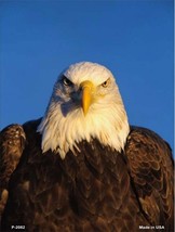 Majestic Bald Eagle Photograph 9&quot; x 12&quot; Metal Novelty Parking Sign - £7.80 GBP