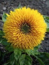 HS 150 Dwarf Teddy Bear Sunflower Helianthus Annuus Flower Seeds *Flat S/H - £2.80 GBP