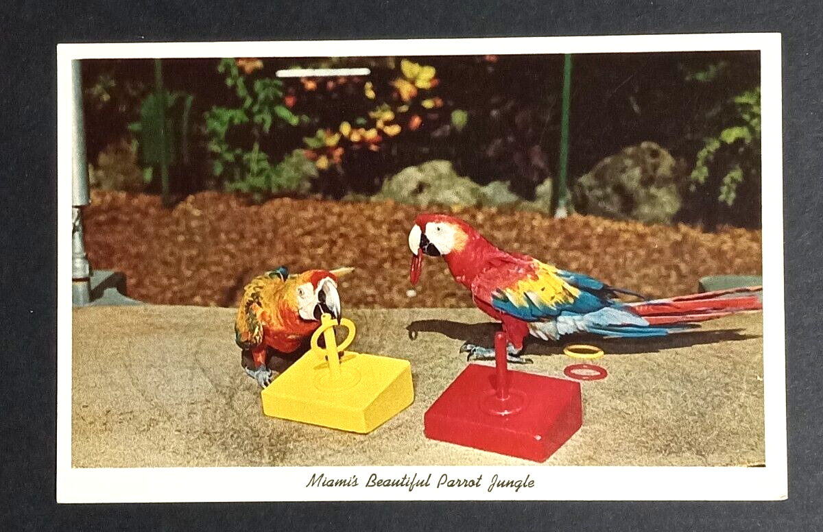 Macaws Bonino & Jasper Parrot Jungle Miami Florida FL Curt Teich Postcard 1961 - $5.99