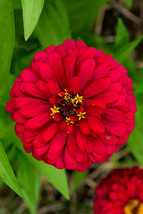 Cherry Queen Zinnia Seeds, NON-GMO, Easy Grow, Variety Packet Sizes, FREE SHIP - £1.47 GBP+