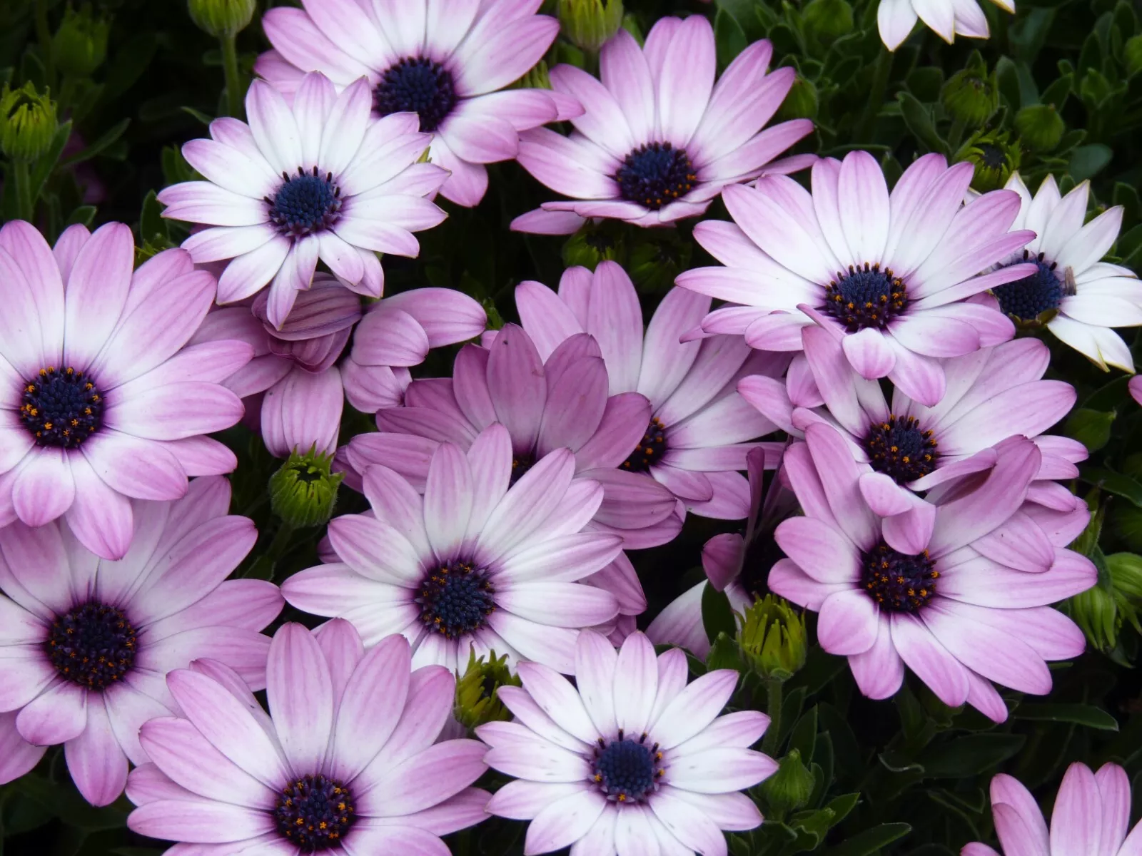 200 White Purple Cape Daisy Seeds Planting Fast US Shipping - $10.96