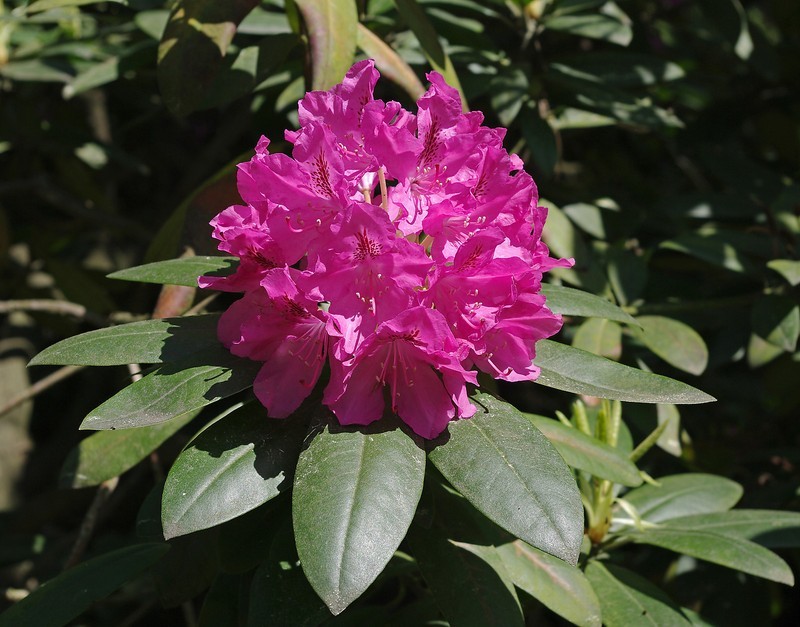 KKG Rhododendron Catawbiense Catawba Rhododendron Seeds Fresh Garden ...