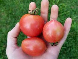 PWO 50 Seeds Jolly Tomato Tomatoe Vegetable Garden Edible Food - $4.39