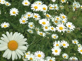 Rafhstore Chamomile German Chamomile Herb White Flower 1200 Seeds* Us Seeds - £6.88 GBP