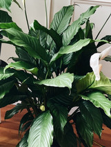 Large Live Purifying Potted Peace Lily Houseplant Floor Plant- Low Maintenance - £47.90 GBP