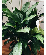 Large Live Purifying Potted Peace Lily Houseplant Floor Plant- Low Maint... - £46.93 GBP
