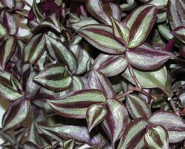 2 Clipping Houseplant Purple Queen secretia heart Wandering Jew Tradescantia - £14.42 GBP