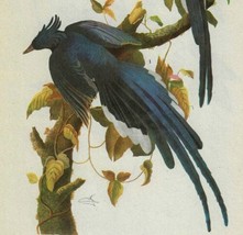 Collie&#39;s Magpie Jay Bird 1946 Color Art Print John James Audubon Nature DWV2D - £27.96 GBP