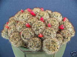 Mammillaria prolifera exotic caribean cacti rare pincushion spike seed 100 SEEDS - £11.18 GBP