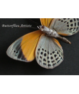 Real Butterfly Dotted Glory Asterope Markii Verso Framed Entomology Shad... - $83.08 CAD