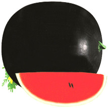 “ 40 PCS SEEDS Black Diamond Watermelon Seeds GIM ” - $11.98