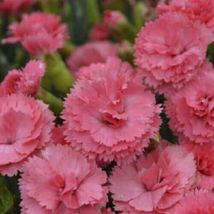 100 Pink Carnation Seeds Dianthus Flowers Seed Flower Perennial - £11.83 GBP