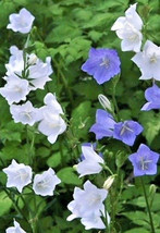 Peach Leaf Bellflower 250 Seeds Blue And White Mix 2&quot; Long Large Flowers Ez Fres - £6.69 GBP