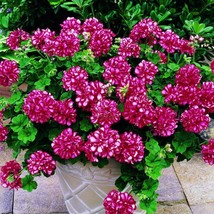 10 Seeds Geranium &#39;Arctic Red&#39; Red Violet Semidouble Petals White Stripes Big Bl - £5.99 GBP