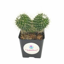Un Pico Mammillaria spinosissima Spiny Pincushion Cactus, Well Rooted Potted Sta - £8.35 GBP