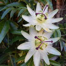 USA SELLER New White Passion Flower 10 Seeds Groundcover Or Trellis Vine Seed Pa - £15.95 GBP