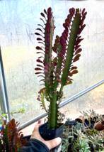 African Milk Tree Euphorbia Trigona Rubra Red Large Plant 3&quot; Tall Pot Li... - £15.78 GBP