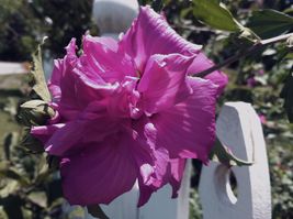 FROM US 20 Seeds Hibiscus Syriacus Ardens Double Purple GV18 - £32.09 GBP