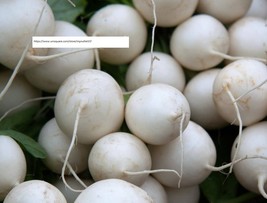 Shogoin Turnip Seeds - Vegetable Seeds - BOGO - £0.77 GBP