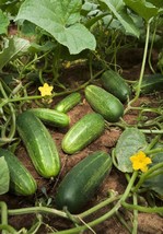 US Seller 200 National Pickling Cucumber Fruit Cucumis Sativus Seeds - £9.45 GBP