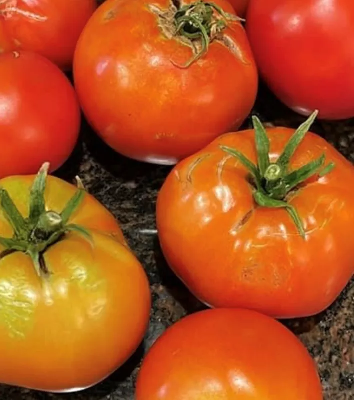 G_S Creole Tomato Seeds Heirloom Organic Heat Tolerant - £3.15 GBP