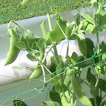 US Seller 10 Sugar Pea Seeds Garden Peas - £10.91 GBP