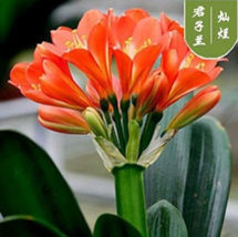 100 Seeds Clivia Miniata Plant Gorgeous Rare Bush Lily Flower With High ... - $192.57 MXN