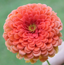 USA SELLER Coral Beauty Zinnia Flower Pink Salmon Rose Color Free Shipping - $11.95