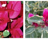 Claret Red Bougainvillea Small Well Rooted Starter Plant - $50.93