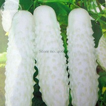 White Cucumber Cucumis Sativus 20 Seeds Tasty Edible Organic Vegetable Fruit Pla - £15.82 GBP