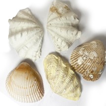 5 Piece Shell Lot Cockle Shells White Ruffled Clam Flute Crafting Beach ... - $17.99