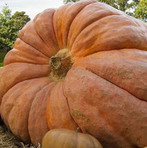 Semilir Atlantic Giant Pumpkin Seeds 5 Seeds Non-Gmo Fast Grow From US - $7.78