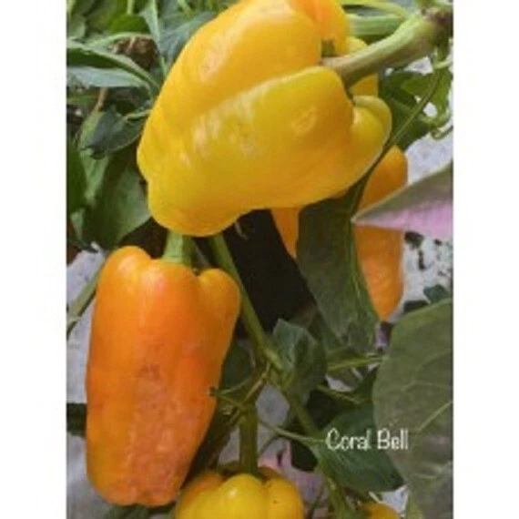 25 SEEDS  Coral Bell Pepper Seeds  Garden  Healthy Planting food - $5.24