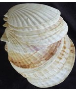 Giant Clam Shell Seafood Serving Plates – Quon Quon Japan – VGC–SET OF 1... - $203.73 CAD