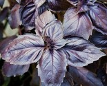 Purple Basil Seeds 200 Herb Garden Spice Culinary Cooking Non-Gmo Fast S... - $8.99