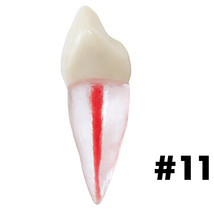 Dental Endodontic Teeth Tooth With Root For Endodontic Practice #11 - £9.58 GBP