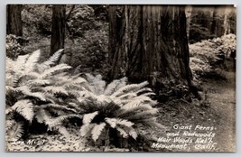 Muir Woods National Monument California Giant Ferns and Redwoods Postcar... - £5.45 GBP
