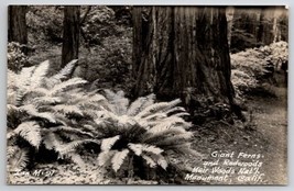 Muir Woods National Monument California Giant Ferns and Redwoods Postcard D29 - £5.19 GBP