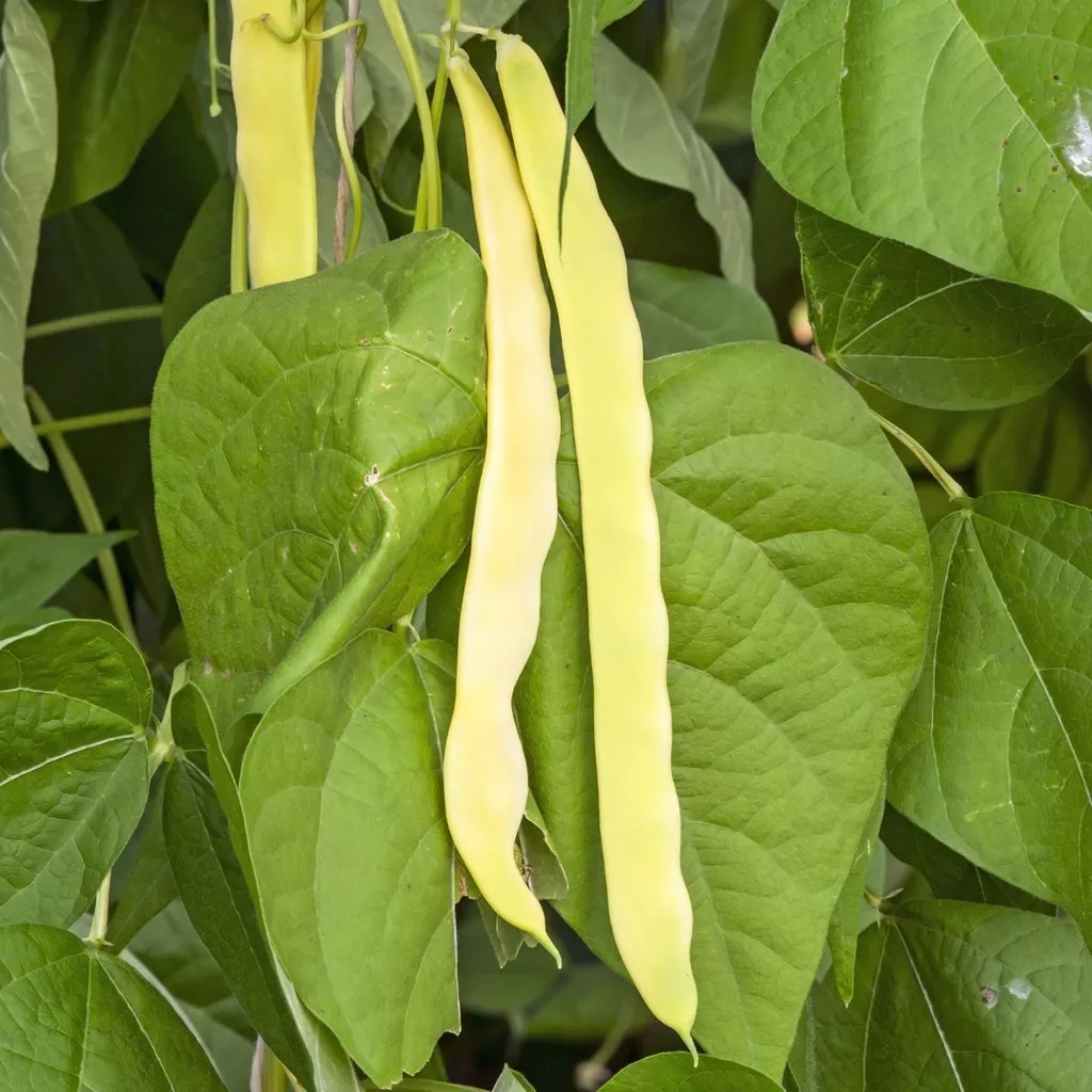 20 Fresh Seeds Golden Wax Bush Bean - £8.11 GBP